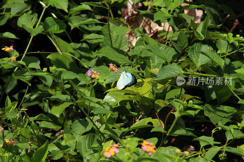 印度尼西亚:Way Kambas国家公园的蝴蝶